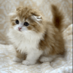 ミルもなさん (40代 / )